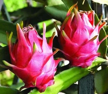 ORGANIC Dragon Fruit from VietNam/Whatsapp +84 845 639639