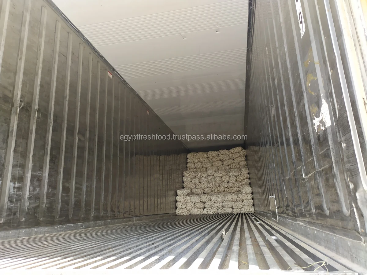 
Fresh White Garlic , Purple Garlic for sale ready to export from Egypt season 2020 