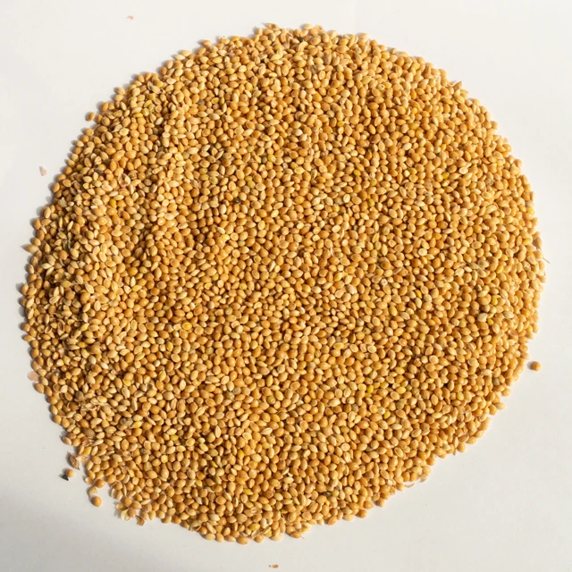 
Yellow Millet Broom Corn millet for Bird feed 