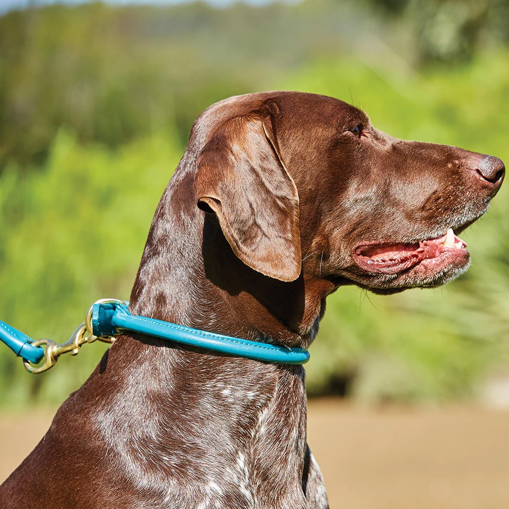 
exclusive Genuine luminous leather dog cat collar 