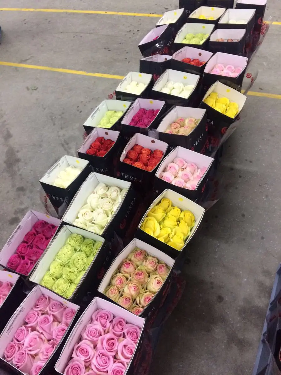 Premium quality Real  fresh cut flowers  red roses variety Explorer  70 cm natural not artificial decorative flowers