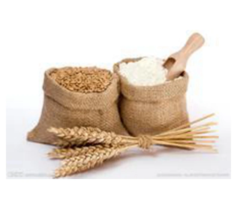 High quality wheat grains / Durum wheat wholesale