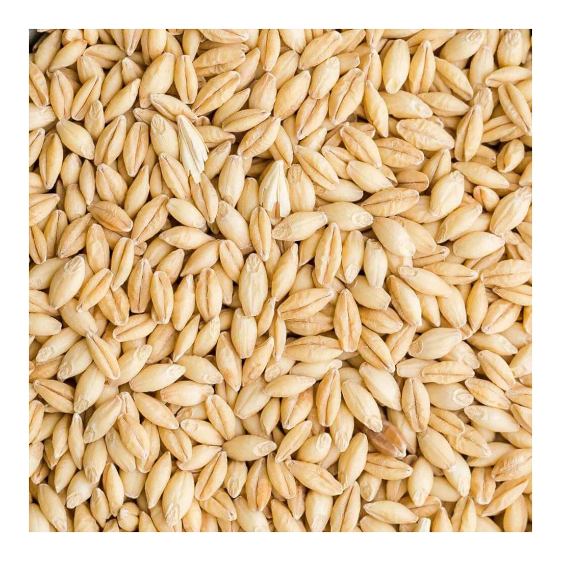 
Quality barley grain in bulk, barley grain 