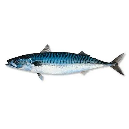 Морская рыба лучшие Морепродукты с Свежей Замороженной скумбрией/Тихоокеанская скумбрия
