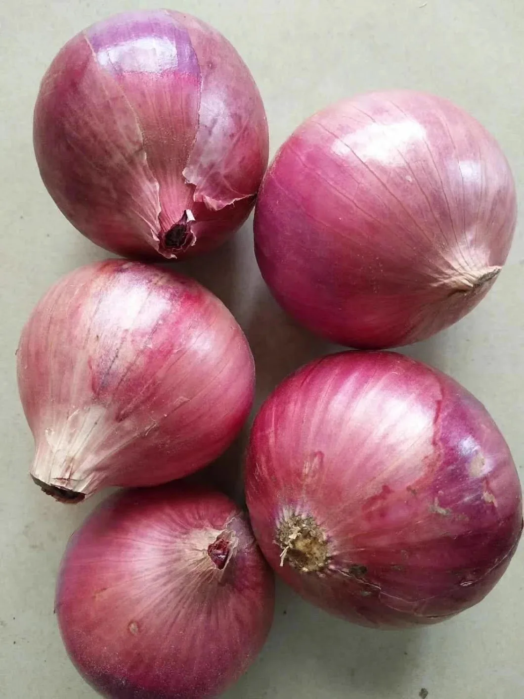 Red Bags Mesh Style Packaging Agriculture Weight Origin Type Shape Size Fresh Onion  Round Length Common