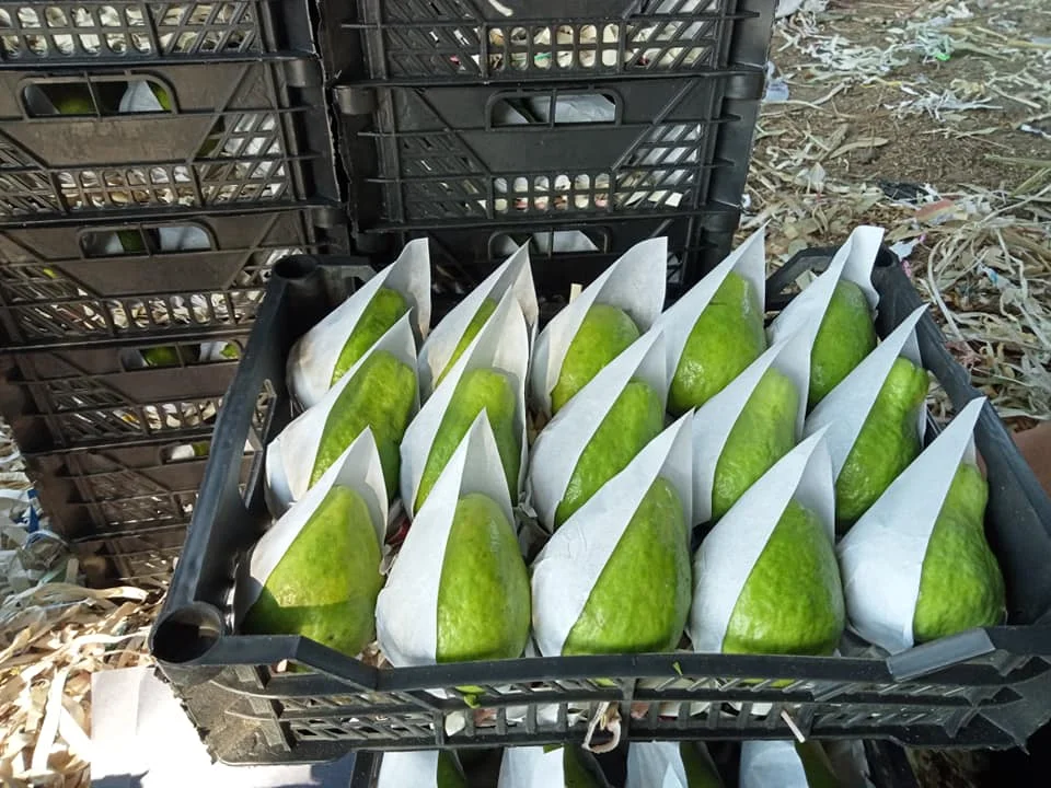 High Quality Fresh Guava Cheap Prices Egyptian Origin