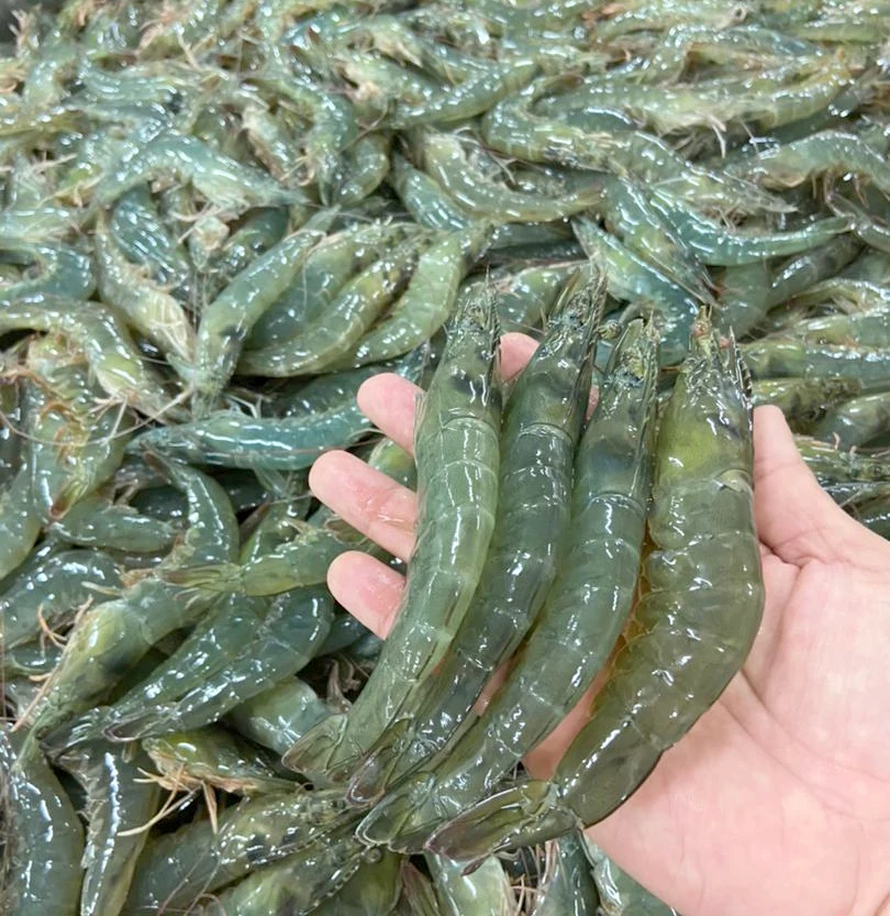  Высококачественные изумрудные креветки высшего класса срок годности 18 месяцев 500 г из малайзии