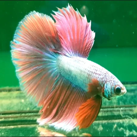 Таиланд бетта рыба полулуна супер цвет оптовая продажа