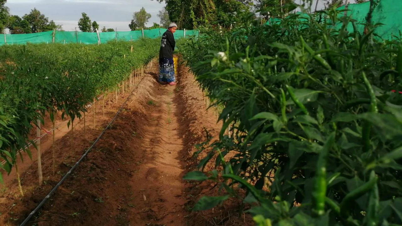 Свежие тайские зеленые чили/свежие овощи G4!