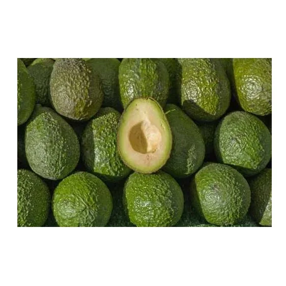 
Wholesale Best Price Supplier of Fresh Avocados with Fast Delivery 