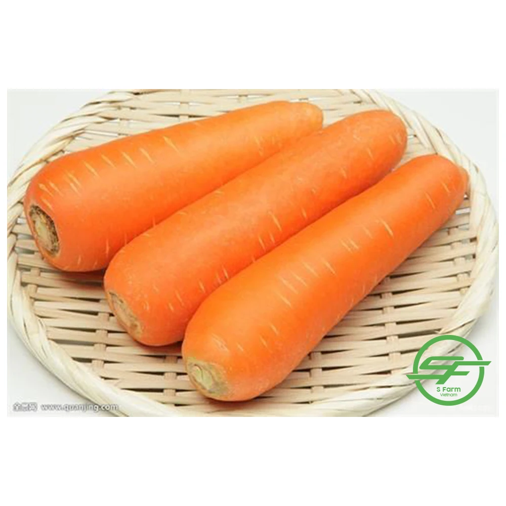 Высококачественная Новая коллекция без добавок натуральная Органическая свежая морковка из Вьетнама по конкурентоспособной цене