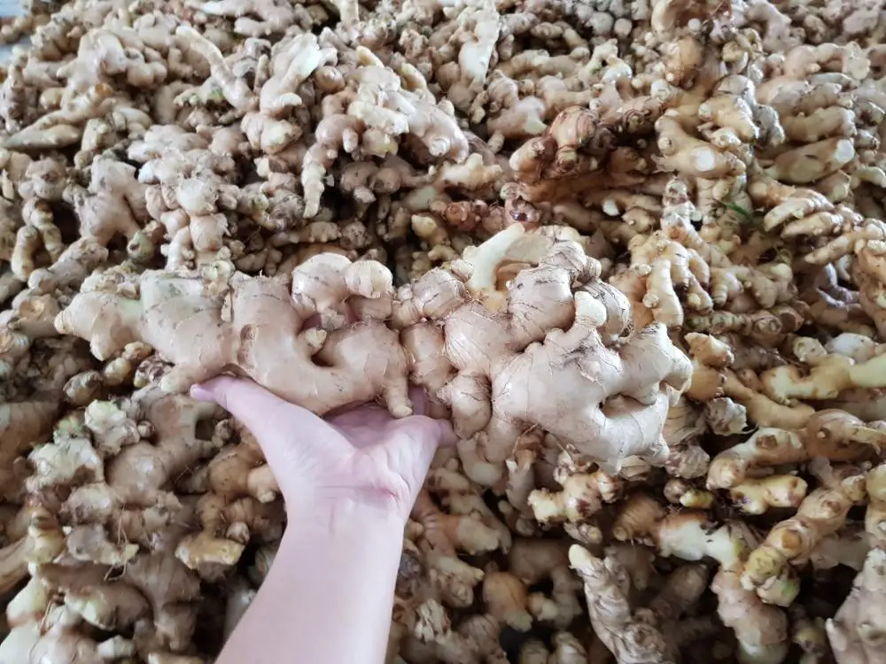 2020 NEW FRESH GINGER FROM VIETNAM