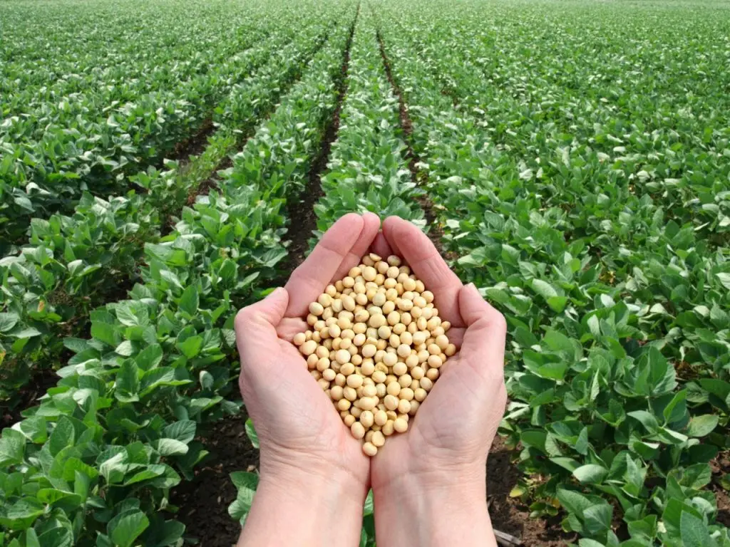 Soybeans-1024x768.jpg
