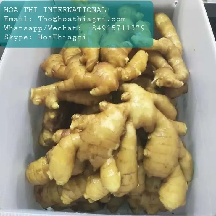 High Quality Yellow Color 80cm up Size Common Cultivation Type 0.5 Kg  Fresh Ginger Origin From Vietnam
