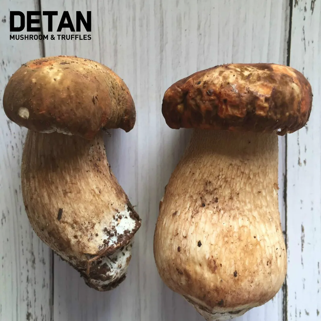 
Detan Wild Boletus Rare Edible Mushroom 