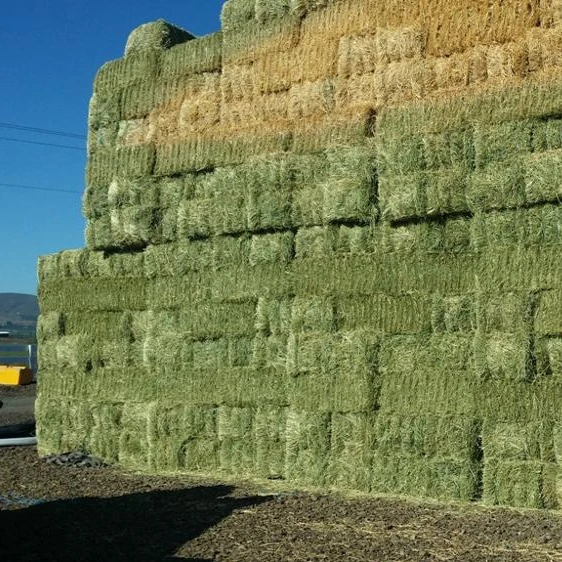 Best Selling High Quality Alfalfa Hay Top Grade Sun Cured Green Alfalfa Hay For Sale