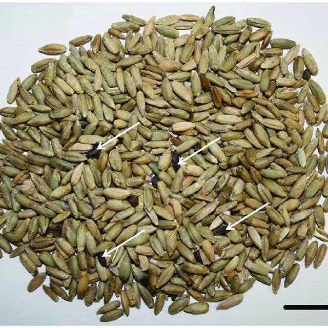 Оптовая продажа, без ГМО, органическое зерно Rye Wholegrain