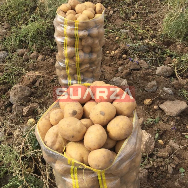 Fresh Potato New Crop Wholesale Price white mozika long shape potato supplier from Pakistan at low prices