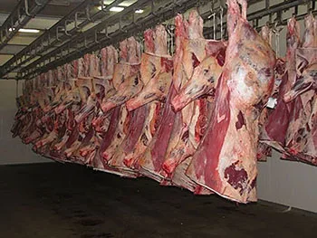 FRESH FROZEN BEEF CARCASS MEAT FROZEN PRECESSING HIGH QUALITY BEEF CARCASS MEAT MONTENGRO ORIGIN BEEF CARCASS MEAT