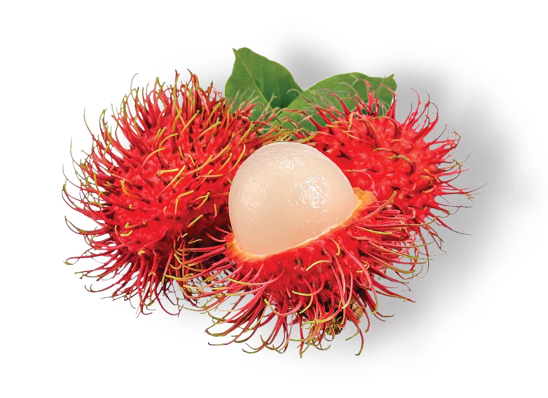 Best seller Fresh Rambutan Premium grade from Thailand by SP Organic International