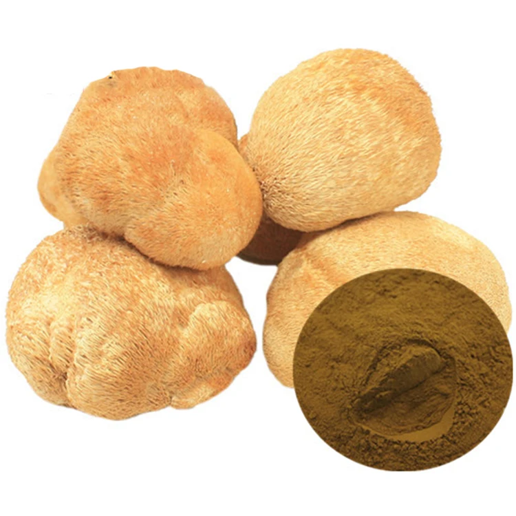lion mane mushroom extract powder Hericium Erinaceum Extract Fruiting Body 50% polysaccharides by UV lions mane private label