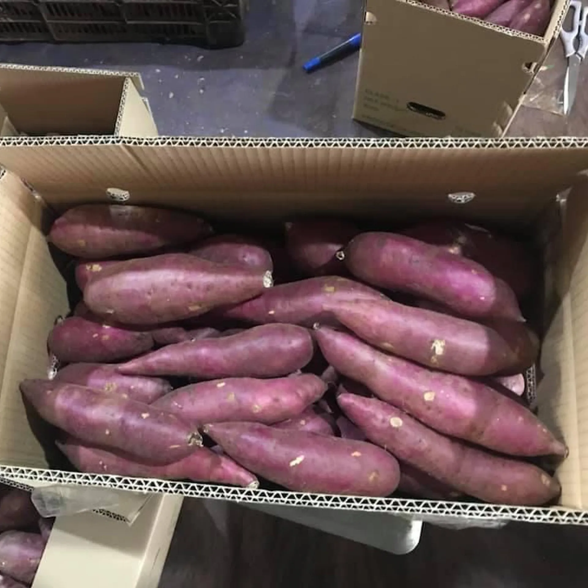 Новое культивирование свежих овощей-сладкий картофель большого размера