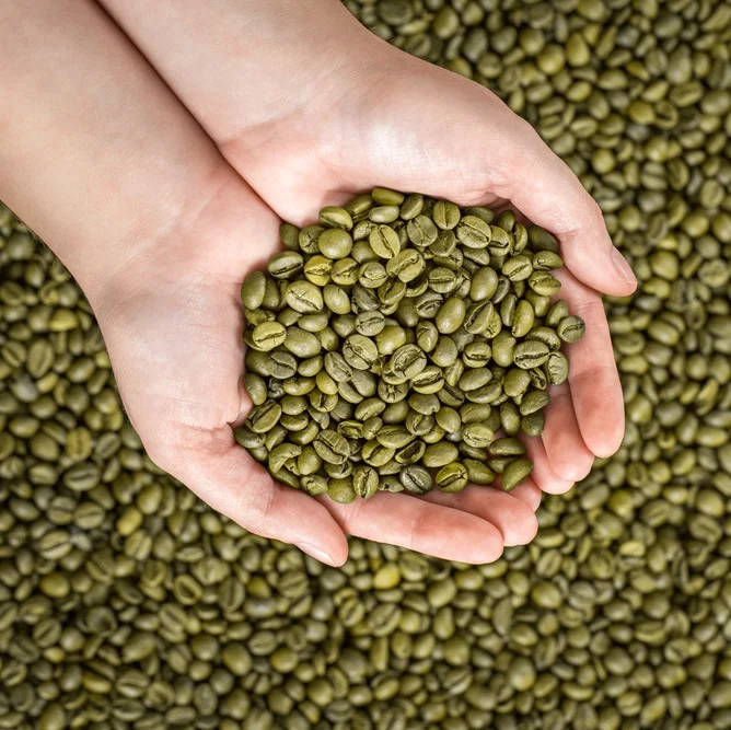 
Green coffee bean Robusta price raw coffee 