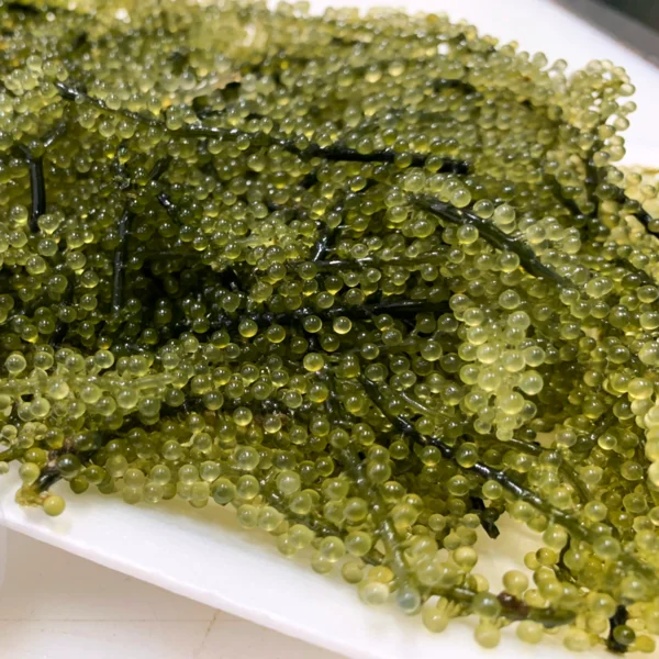 BEST PRICE SEA GRAPES SABUDO IN VIETNAM/UMI-BUDOU SEAWEED OR GREEN CAVIAR HEALTHY SEA FOOD OR SEA GRAPES/Amy +84 383 655 628