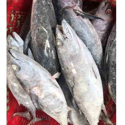 frozen Tuna king fish mackerel best quality from indonesia