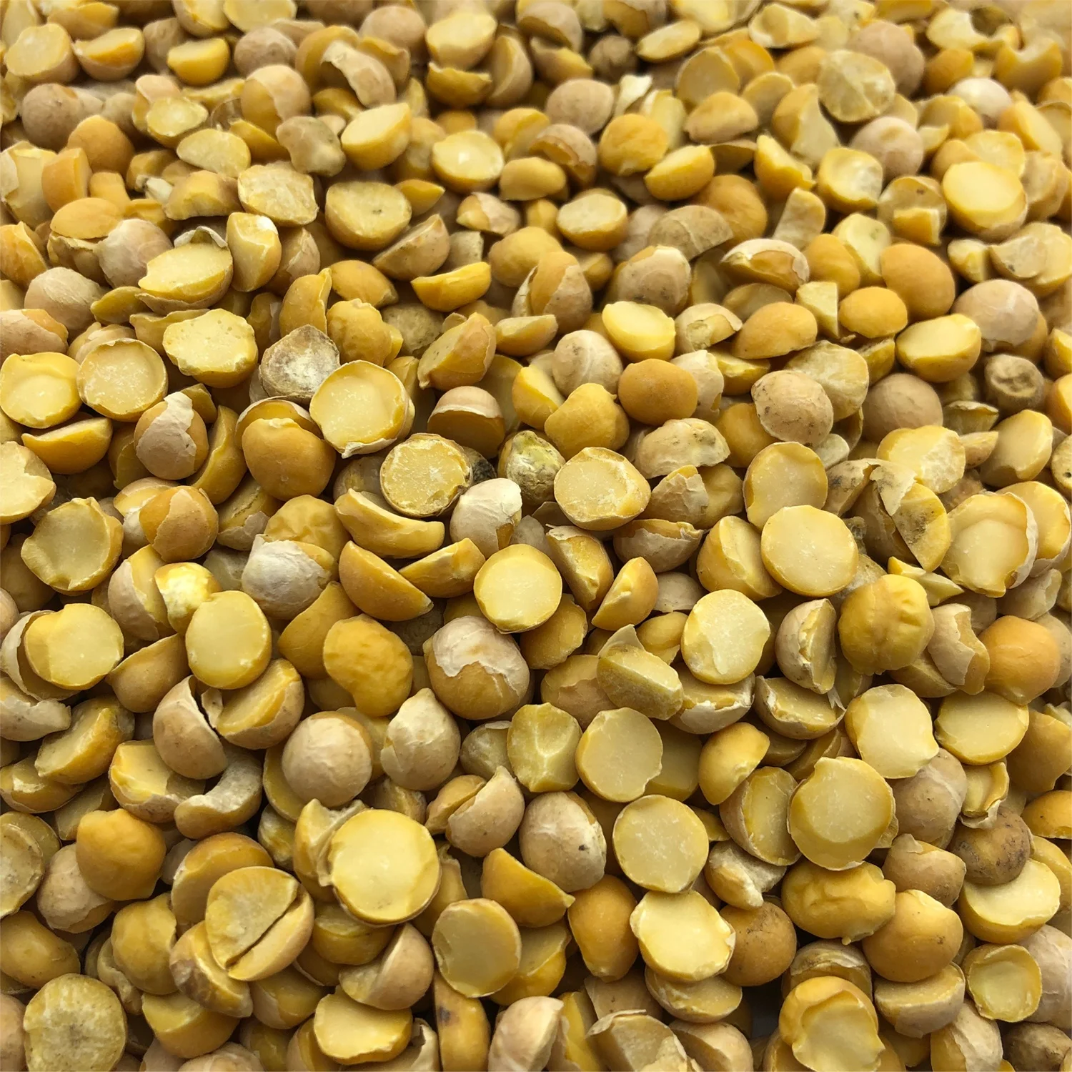 
Quality split chickpeas 25/35 kg bags or in bulk, product of Russia 