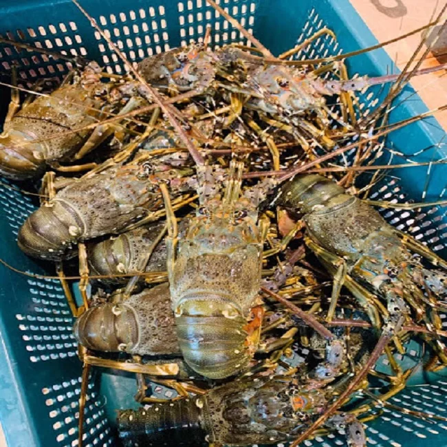 Vietnam Lobster Frozen High Quality/ Holiday 84 845 639 639
