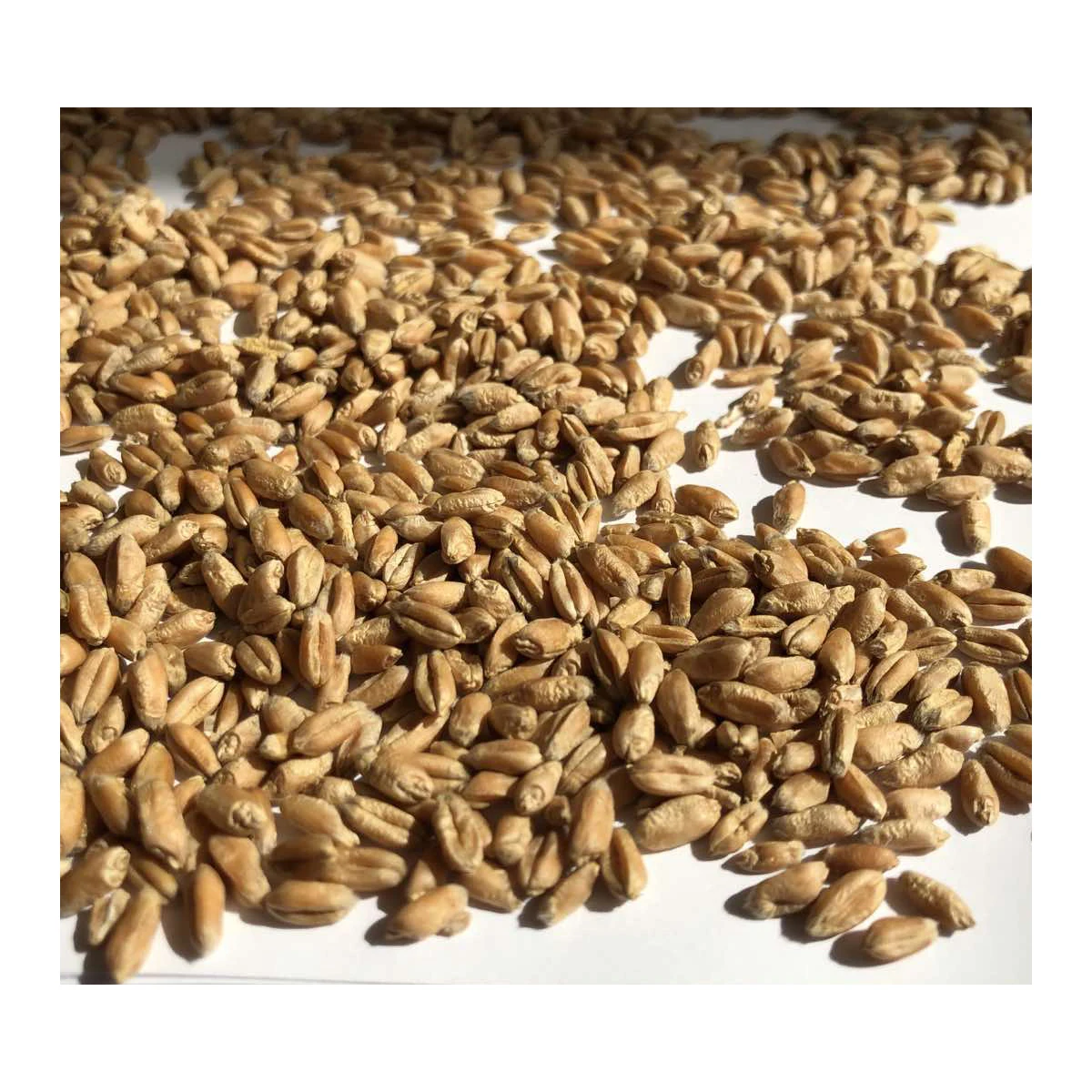 Premium quality wheat grain in bulk, product of Russia