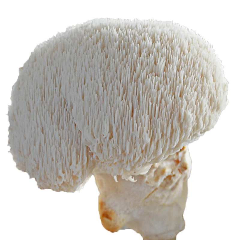  Морской гриб замороженный Болетус эдулис