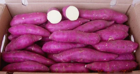 Картонные коробки общего типа культивирования 100% натуральный 170-450 кг сладкий картофель фиолетовый телесный Вьетнам с экспортным качеством