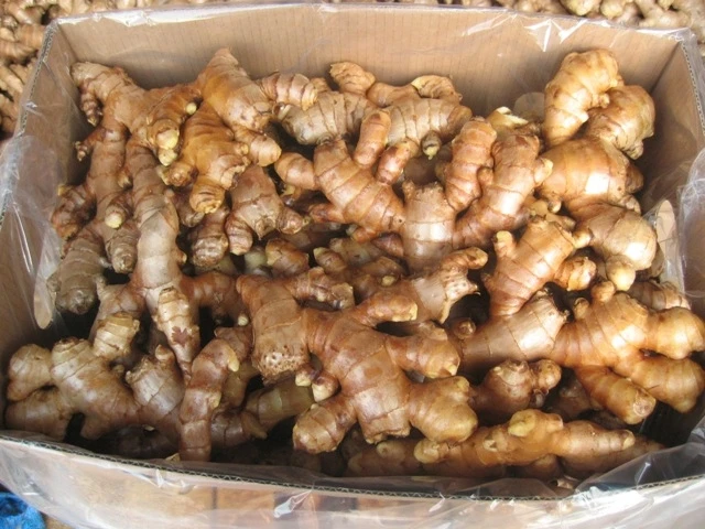 Best Price Fresh Ginger High Quality With Competitive Price From Vietnam Ready from November Packing Mesh Bag