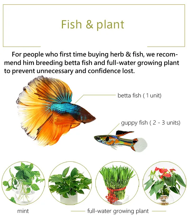 Herb & Fish X Connect Premium gift fish tank and herb symbiosis