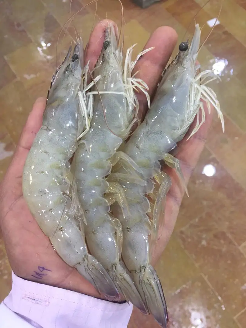 Frozen IQF Slipper Lobster