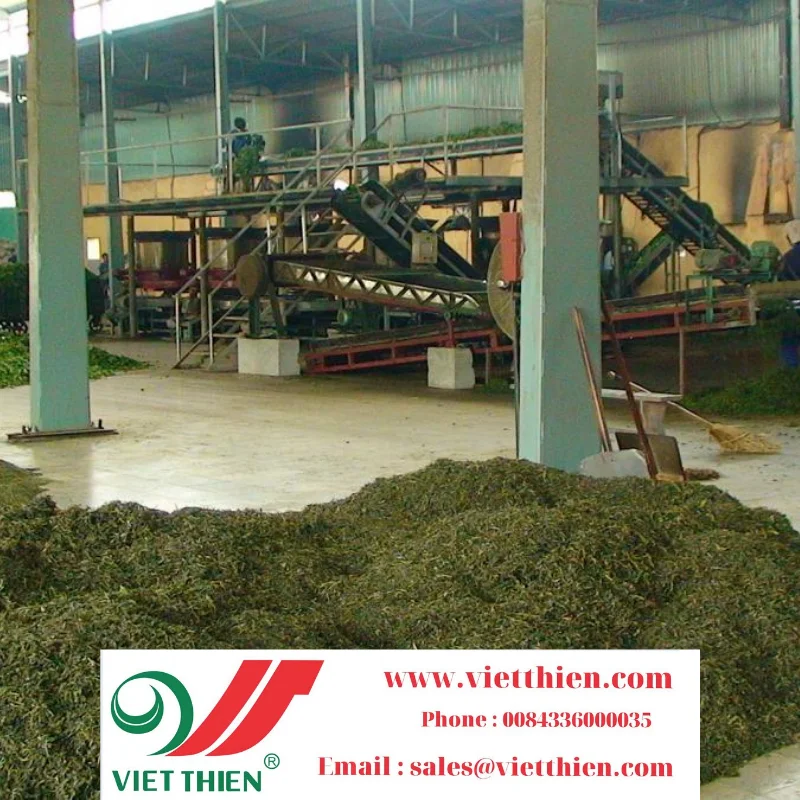 Jasmine tea is famous for its delicious taste and health benefits Jasmine tea is produced in large quantities to ensure safety