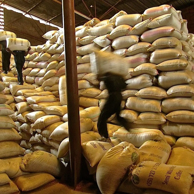 White Corn, White Corn Suppliers