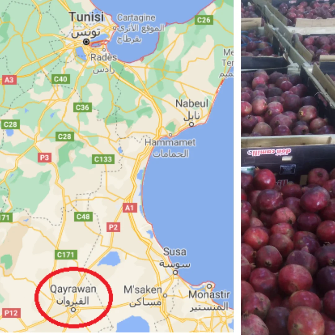 Fresh Red Sweet Pomegranate Organic Origin Tunisia to squeeze