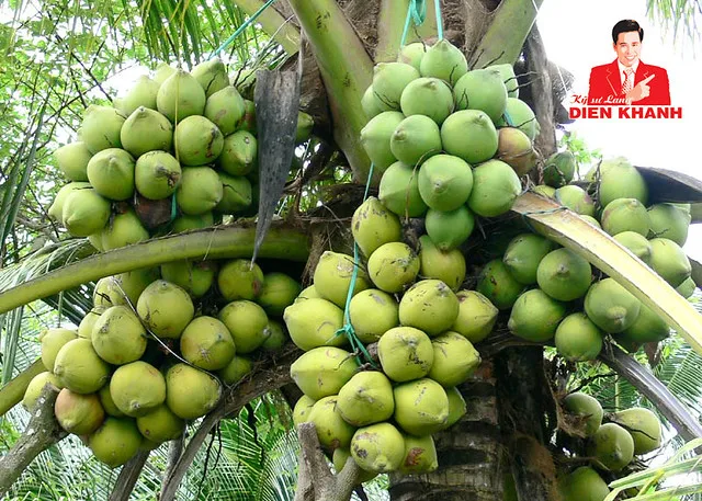 Высококачественный полуочищенный кокосовый орех/кокосовый орех