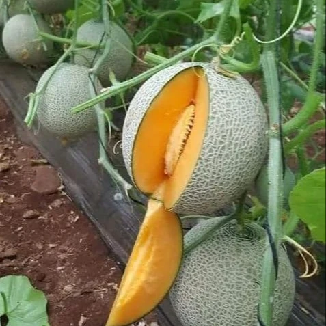 
Fresh Cantaloupe Muskmelon sweet honeydew for sale 