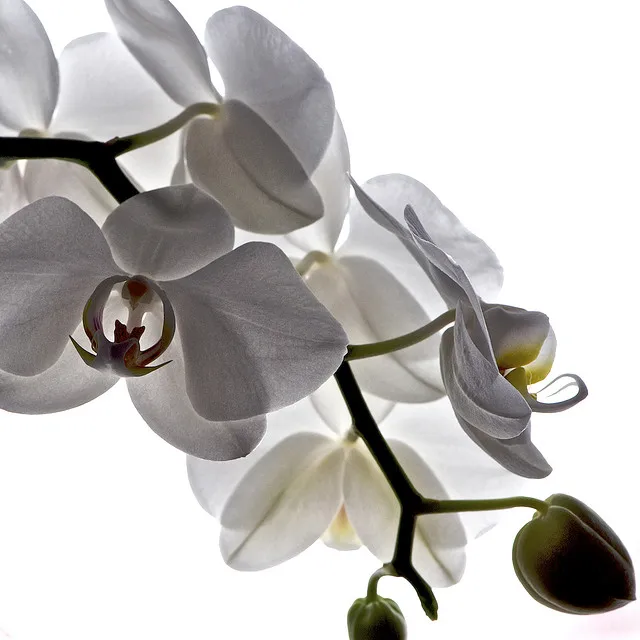 [BEST SELLER 2022] Fresh orchid flower with high quality and BEST PRICE FROM VIETNAM/ WHOLESALE 2022