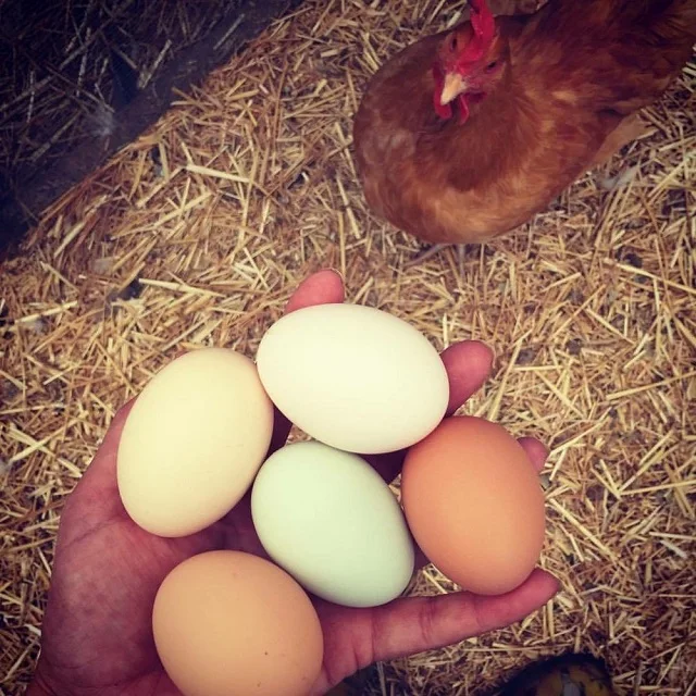 South African fresh farm white Chicken egg
