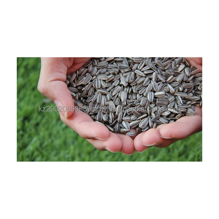 Quality sunflower seeds rich in essential amino acids useful for work of cardiovascular and circulatory systems sunflower