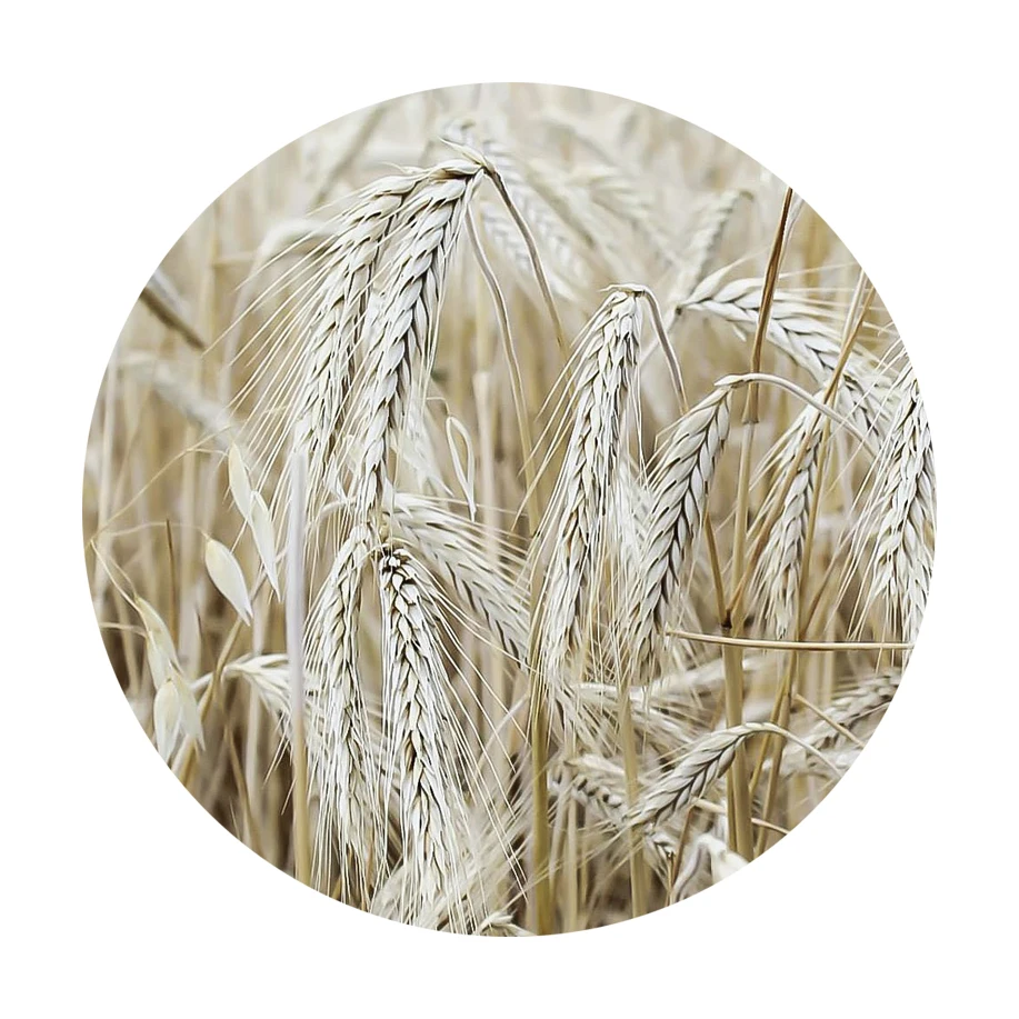 High Quality Top Grade Whole Grain Organic Rye Russian Origin