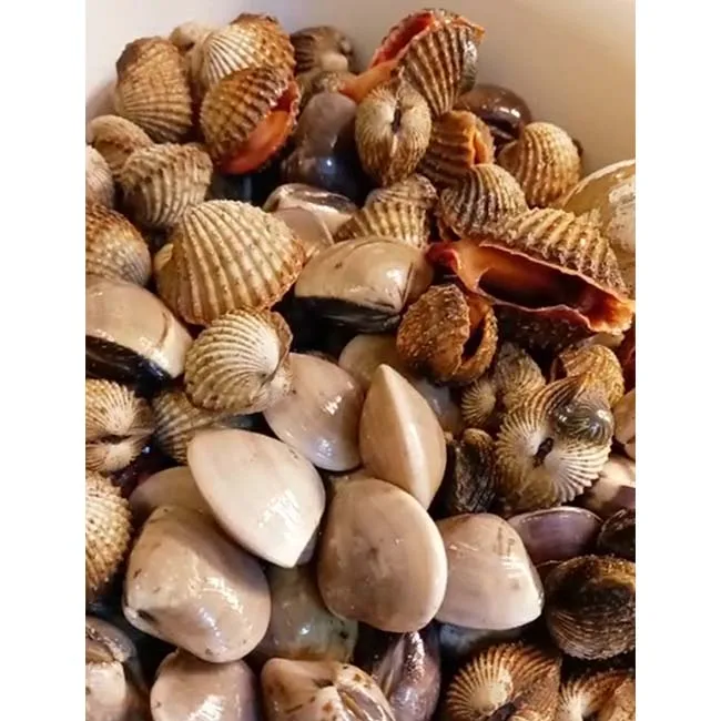 Дешевые и премиум-товары из Малайзии, свежие морепродукты, тараканы, упакованные в коробку, оптовая продажа, оптовая продажа