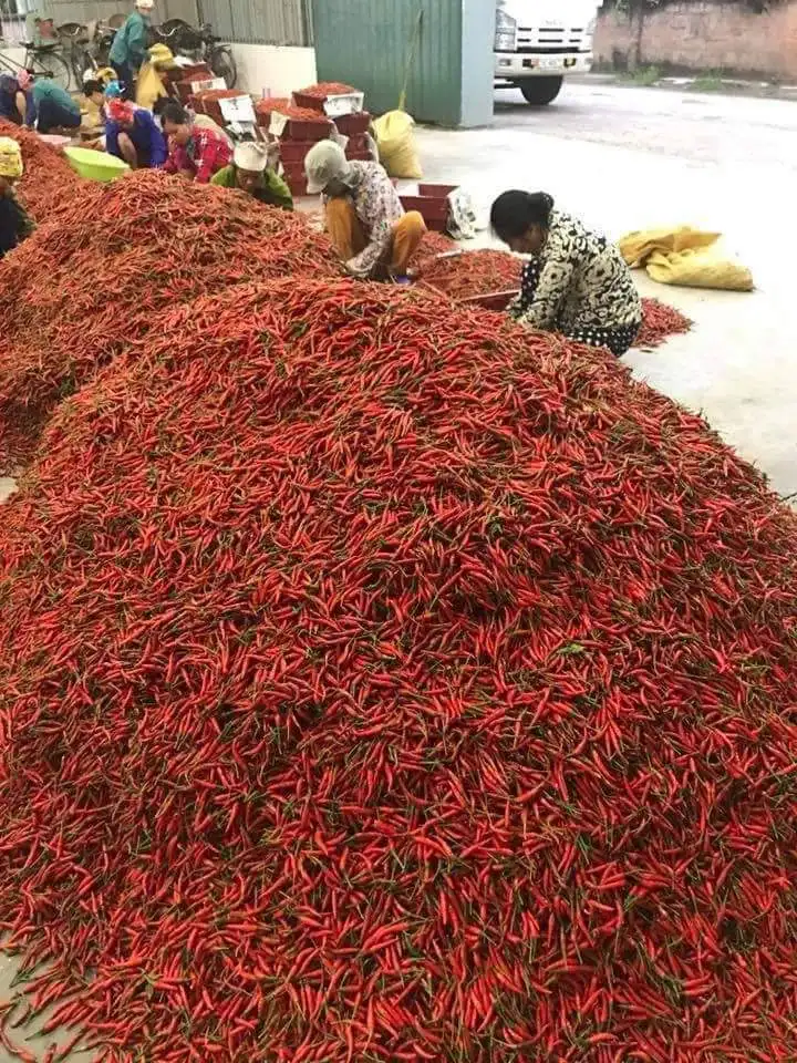 Свежий Чили из Вьетнама для экспорта на рынки ЕС и Азии по конкурентоспособной цене с сертификацией VIETGAP.