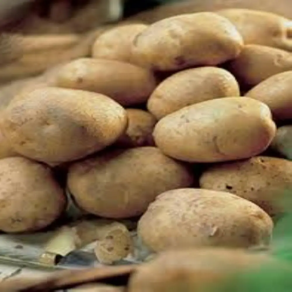 100% качественный пот большой картофель по оптовым ценам с контейнером для картофеля из пакистана