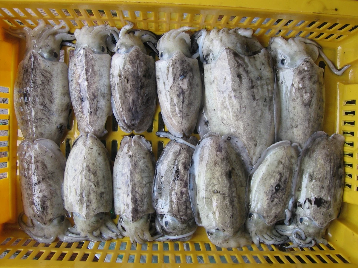 Вьетнам, Новое поступление, высшее качество, замороженная цельная круглая свежая морская шлема с замораживанием блока, без замачивания